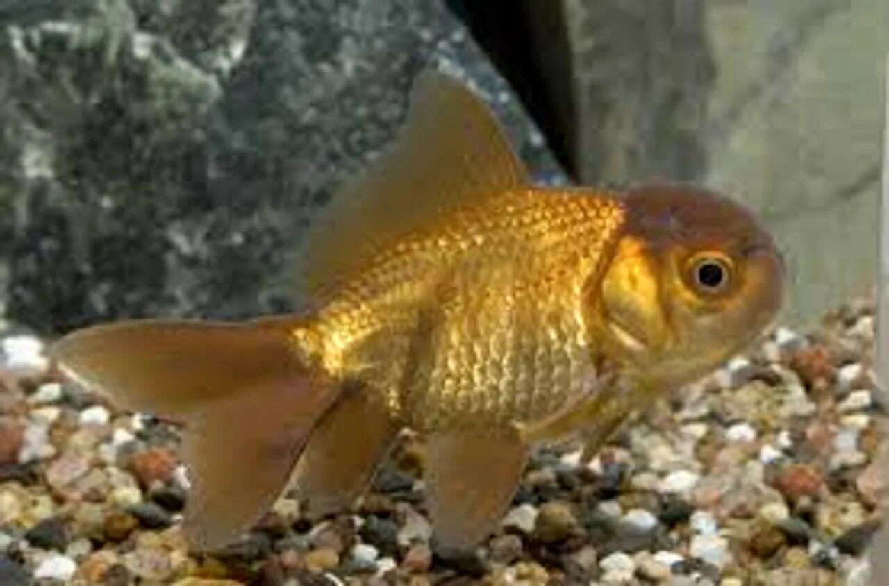 Рыбка золотого цвета. Золотая рыбка Оранда. Шоколадная Оранда. Золотая рыбка Оранда золотистая. Оранда тайская бронзовая.