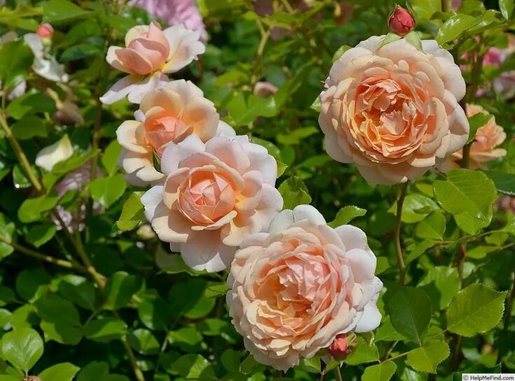 Elizabeth Stuart ' Rose Photo Blumen und Pflanzen