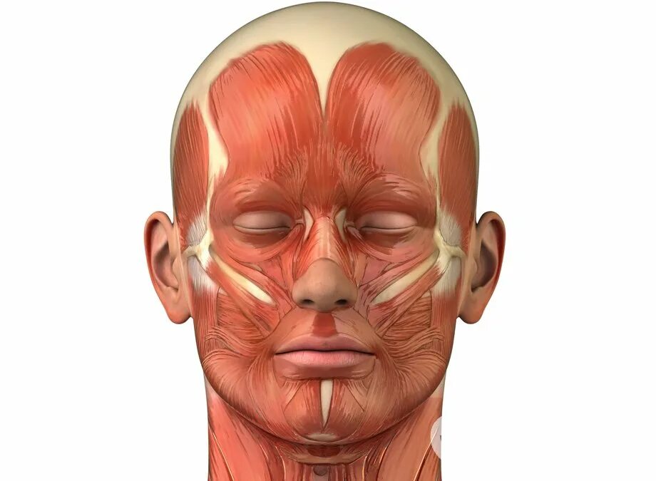 Ткани лба. Мышцы головы. Мышцы лица анатомия. Мышцы головы и лица анатомия. Мышцы черепа человека.