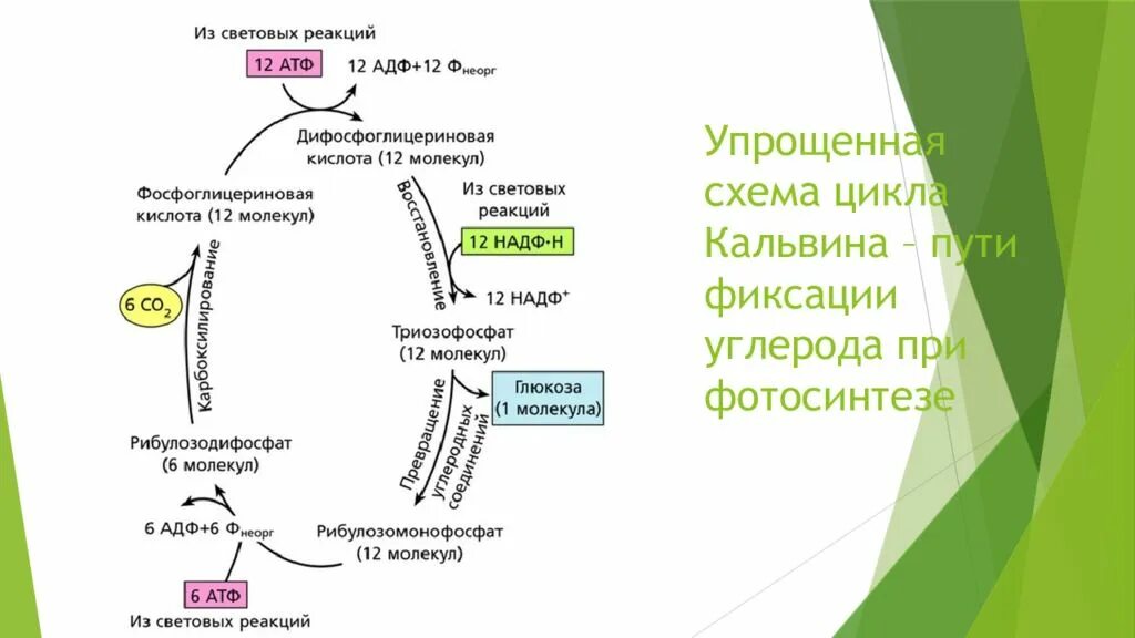 Протекают реакции цикла кальвина. Темновая фаза фотосинтеза цикл Кальвина. Цикл Кальвина в фотосинтезе. Цикл Кальвина упрощенная схема. C3-путь фотосинтеза (цикл Кальвина)..