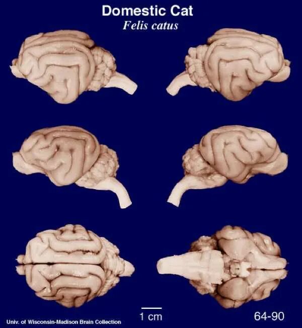 Мозг кошки. Анатомия мозга кошки.