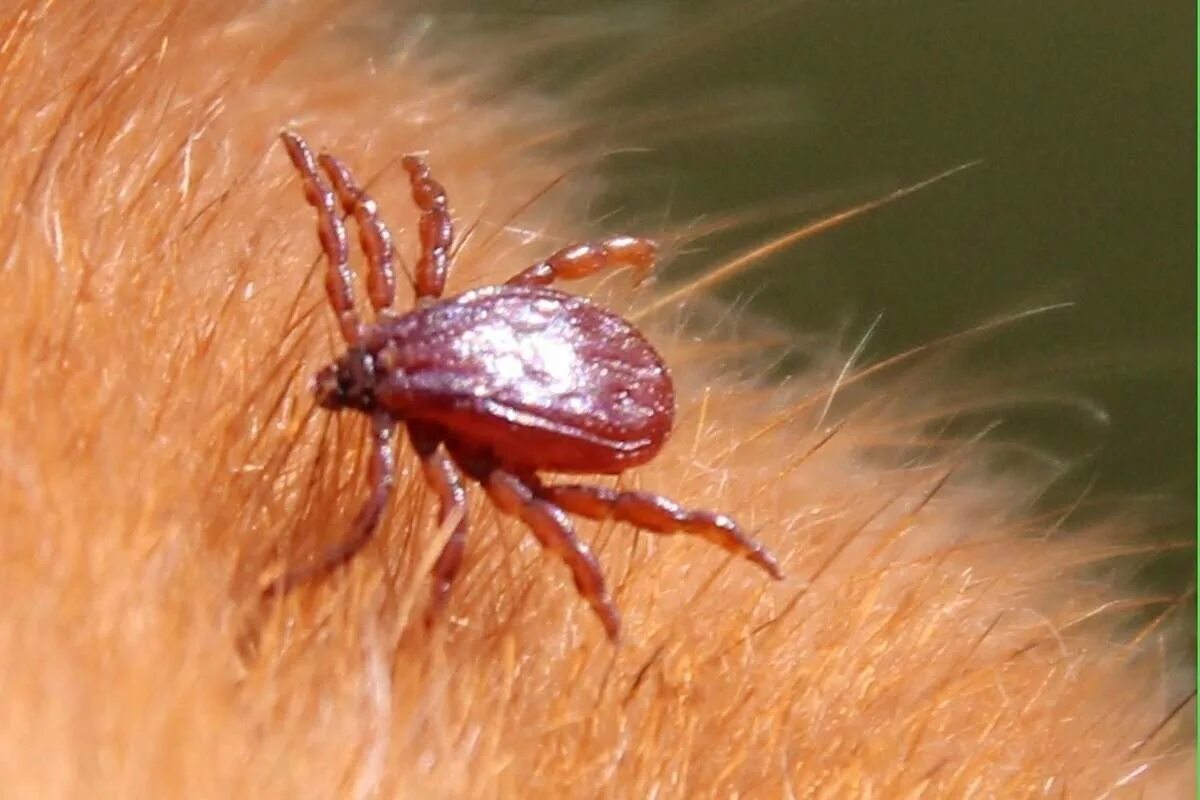 Ixodes Ricinus.