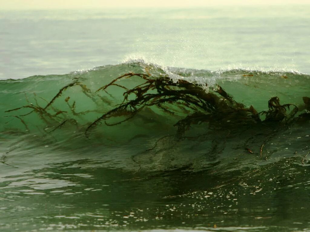 Водоросли запутались в. Морские водоросли келп. Гигантские водоросли. Огромные водоросли в волне. Страшные водоросли.
