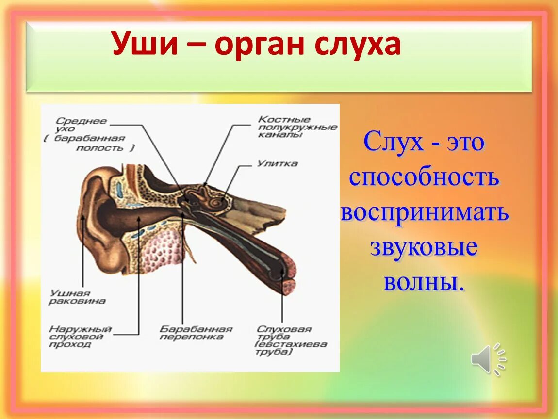 Тест по теме орган слуха. Орган слуха. Органы чувств орган слуха. Способность слух.