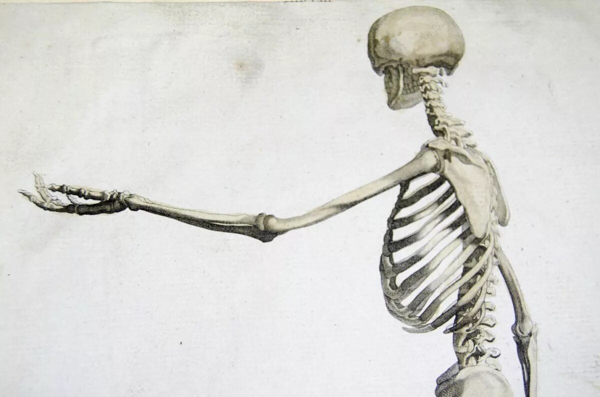 Череп с позвоночником. Череп позвоночник ,ребра. Скелет кости крупным.