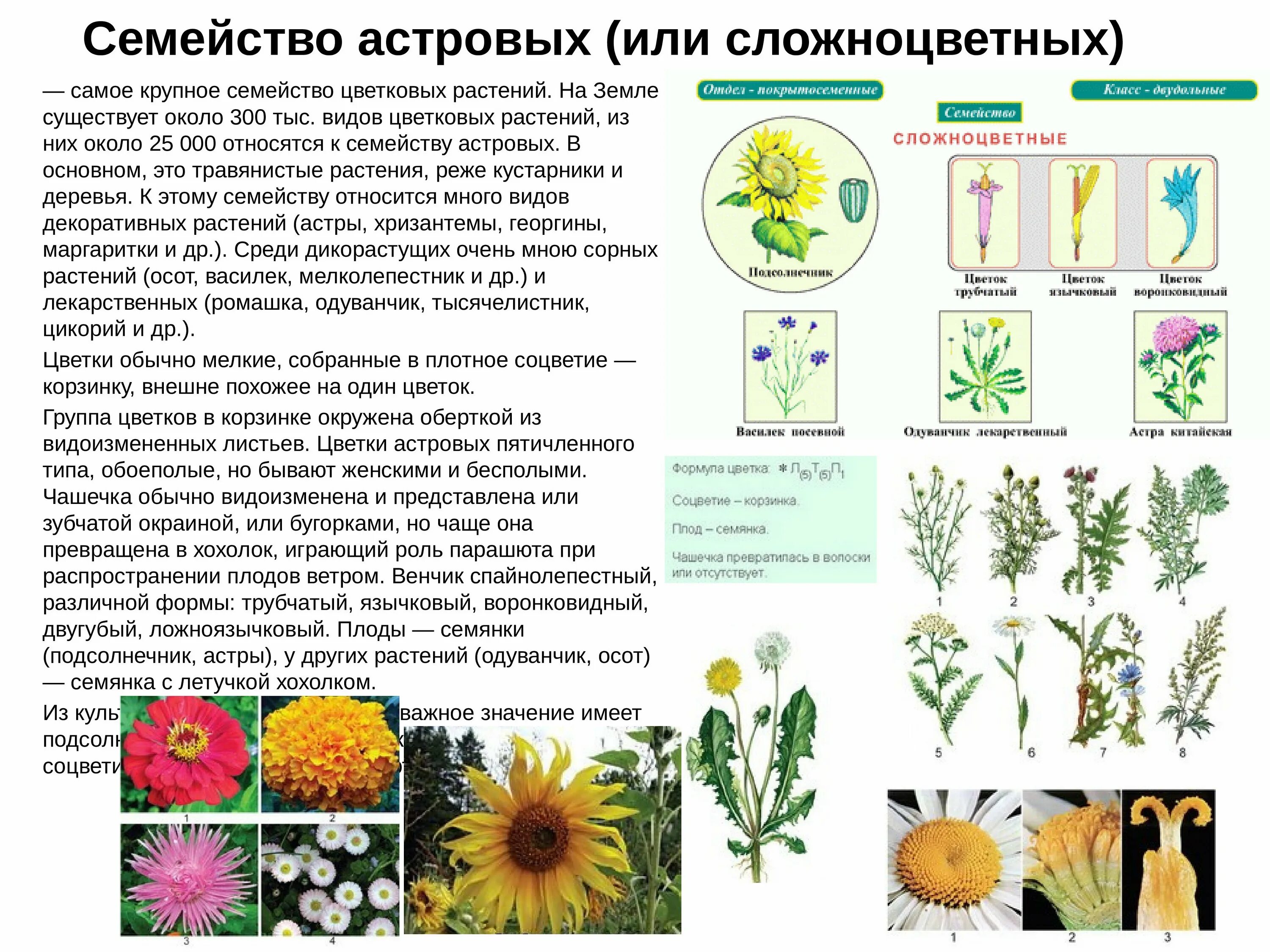 Листья сложноцветных растений. Ядовитые растения есть в семействе сложноцветные. Тысячелистник кровоостанавливающее. Двудольные растения сложноцветные. Пижма обыкновенная (tanacetum vulgare).