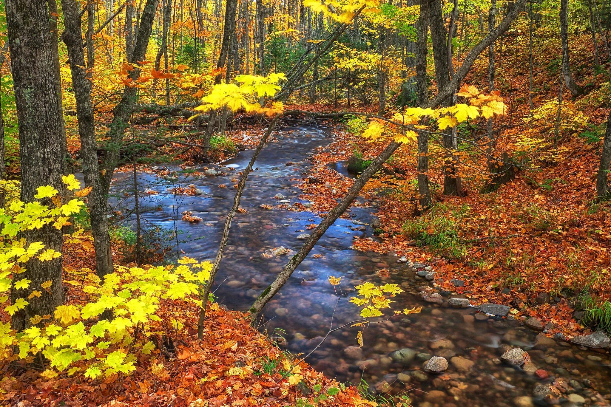 Ручей в осеннем лесу. Осень в лесу. Осень лес ручей. Осенний Лесной ручей.