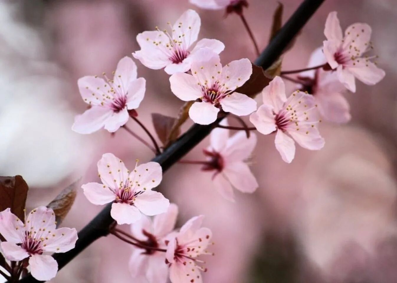 Черри блоссом. Черри блоссом цветок. Сакура черри блоссом. Cherry Blossom цветы. Blossom цветы