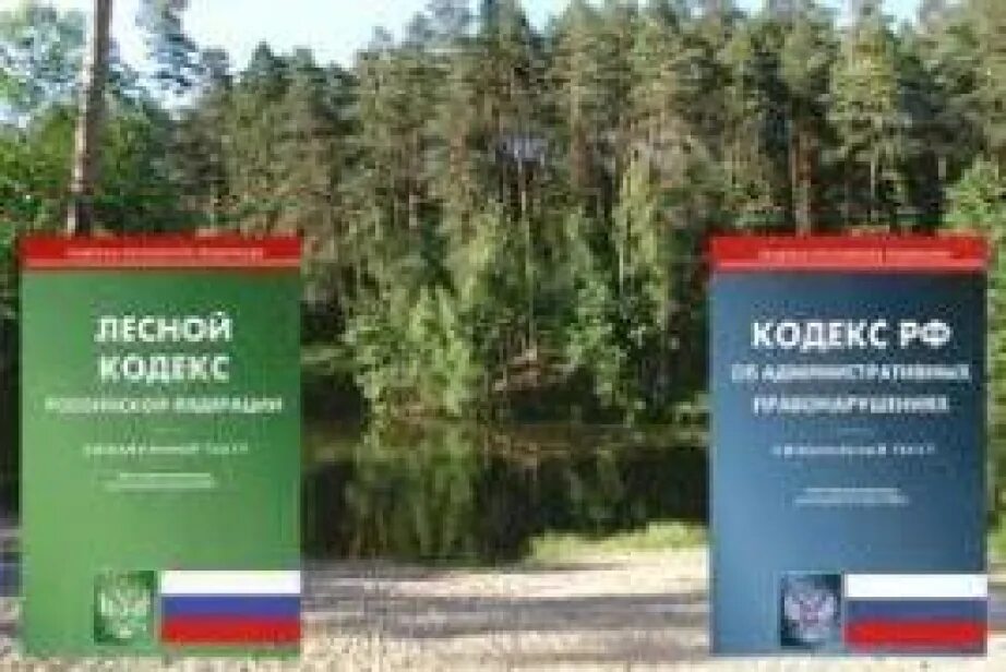 Лесной кодекс РФ. Лесное законодательство. Лесной кодекс Российской Федерации. Нарушение лесного законодательства.