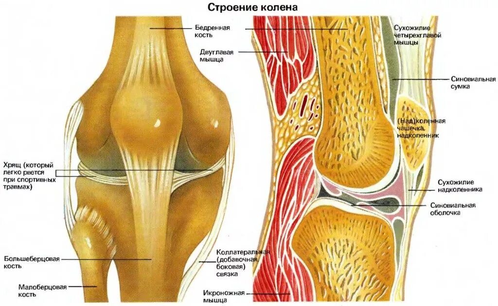 Строение колена у человека. Коленный сустав анатомия. Схема строения коленного сустава. Крыловидные складки коленного сустава анатомия. Анатомия коленного сустава Синельников.