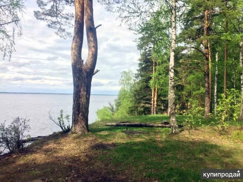 Участки на рыбинском. Рыбинское водохранилище Глебово. Сосновые берега Рыбинского водохранилища. Василево Рыбинский район. Рыбинское водохранилище Лаврентьево.