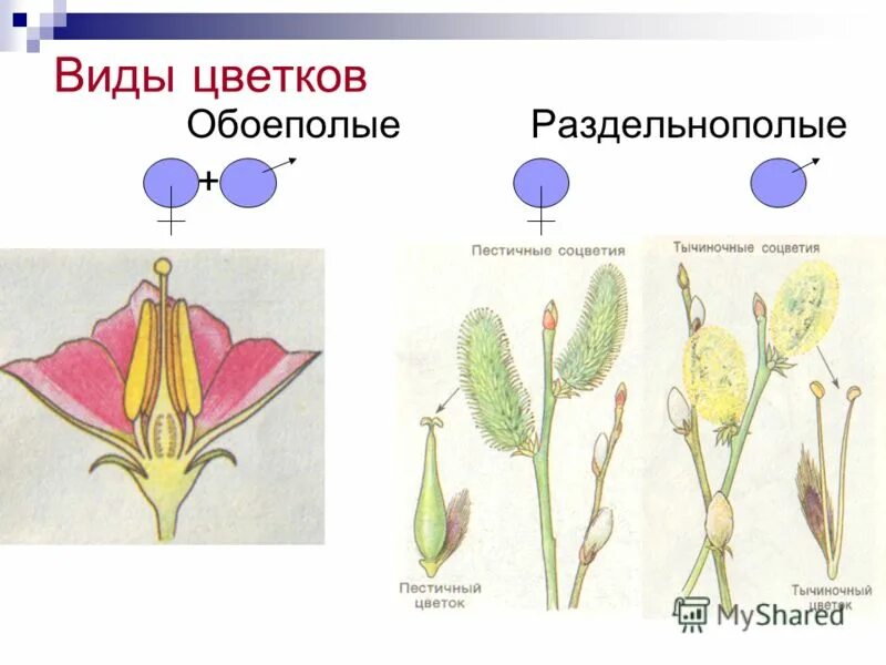 обоеполые и раздельнополые организмы. схема обоеполого и раздельнополого цветка. обоеполые и раздельнополые цветки. раздельнополые класс. органы выделительной системы у земноводных.