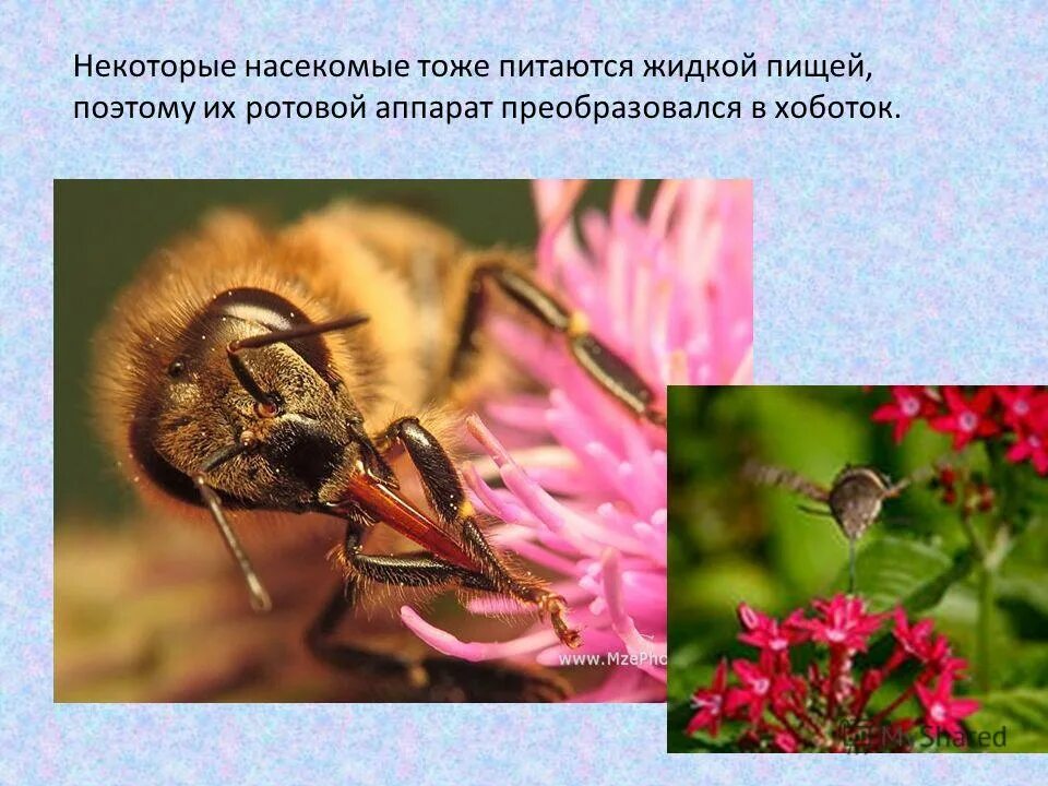 Приспособленность насекомых. Типы питания насекомых. Приспособления насекомых для питания. Пища насекомых очень разнообразна поэтому ротовой. Питание класса насекомых.