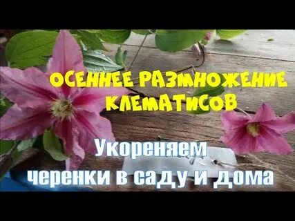 Как размножить клематис осенью