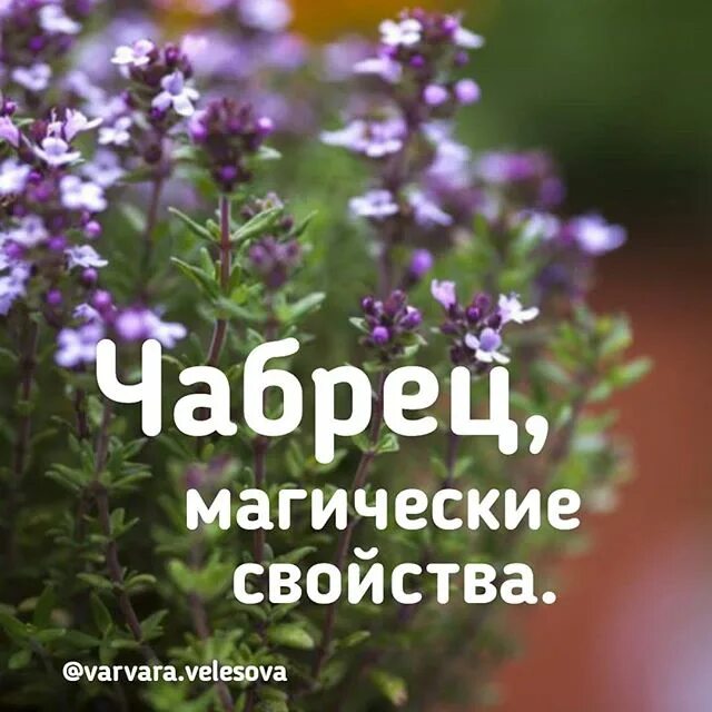 Тимьян (чабрец) магия. Чабрец в магии. Мята базилик тимьян. Чабрец соль. Шалфей sage окуривание.