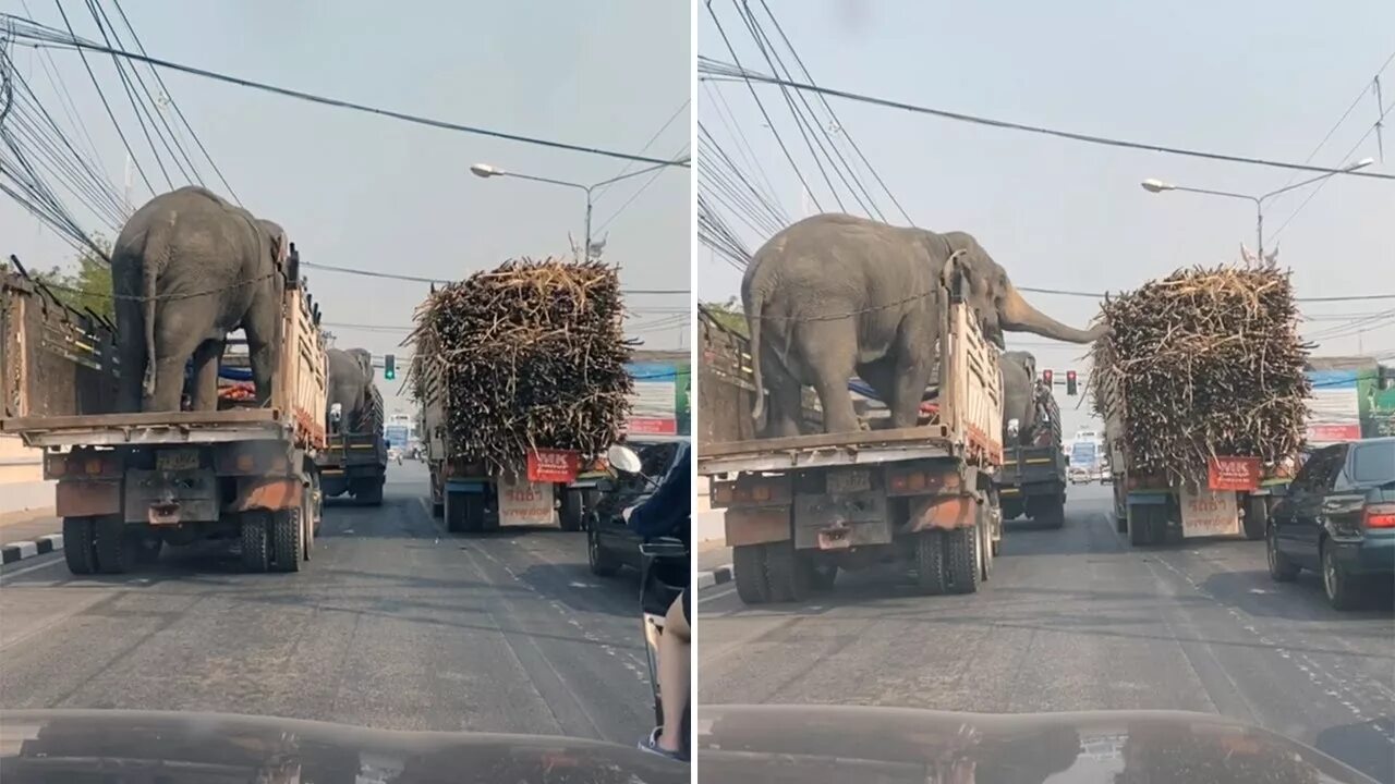 An elephant can climb. Грузовик с животными. Разграбленные Грузовики. Животные и фура. Джамбо (слон) везут по улице.