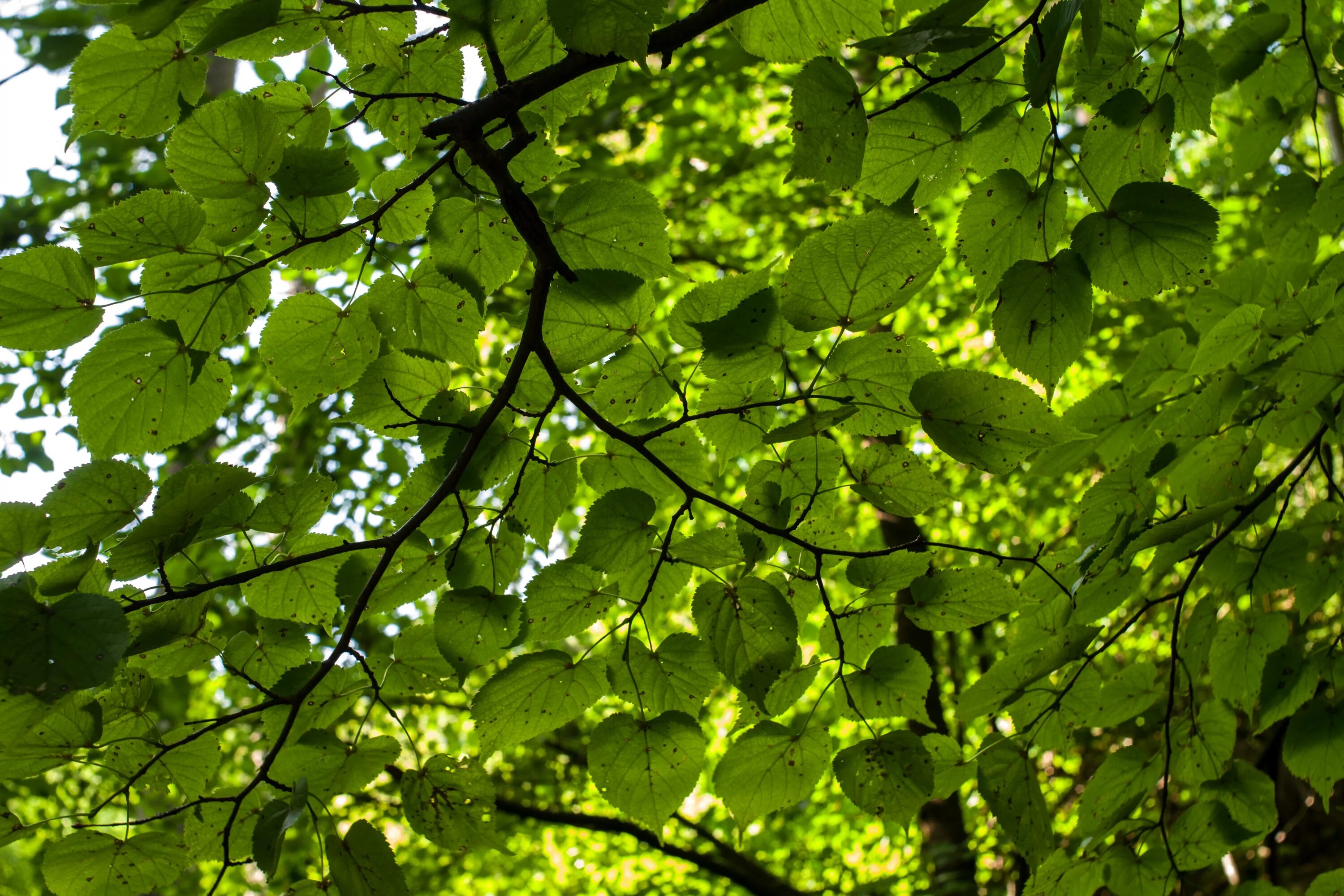 Leaves on the back. Липа мелколистная ветка. Липа широколиственный лес. Крона дерева с листьями. Крона липы.