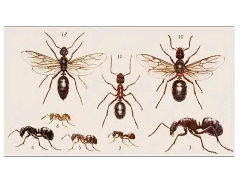 Лесной муравей тип развития. Рыжий Лесной муравей матка. Муравьи жнецы касты. Рыжие Лесные муравьи самцы и самки. Муравьи полиморфизм.