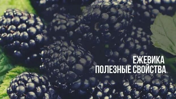 Ежевика корона как выглядит. Чем полезен ежевика кратко. Ежевика описание. Витамины в ежевике. Ежевика вон описание сорта.