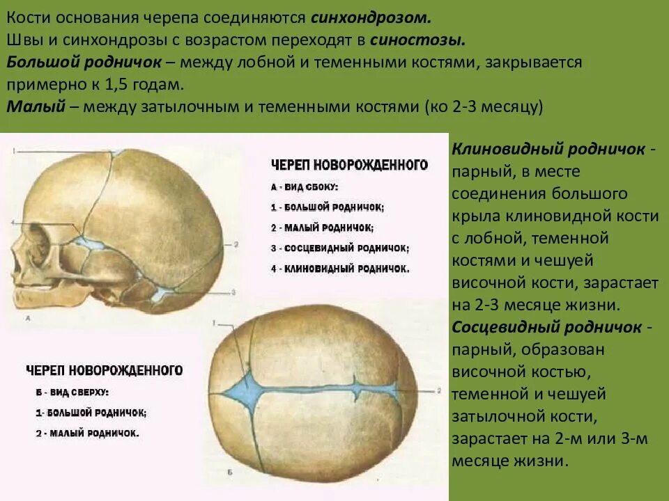 Родничок у ребенка 5 месяцев. Щвы кости черепа новорожденного. швы черепа анатомия теменная кость. сосцевидный родничок черепа. роднички черепа это синхондроз.