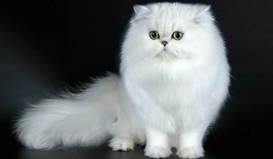Chinchilla Persian Cats: Pros and Cons of This Majestic Breed