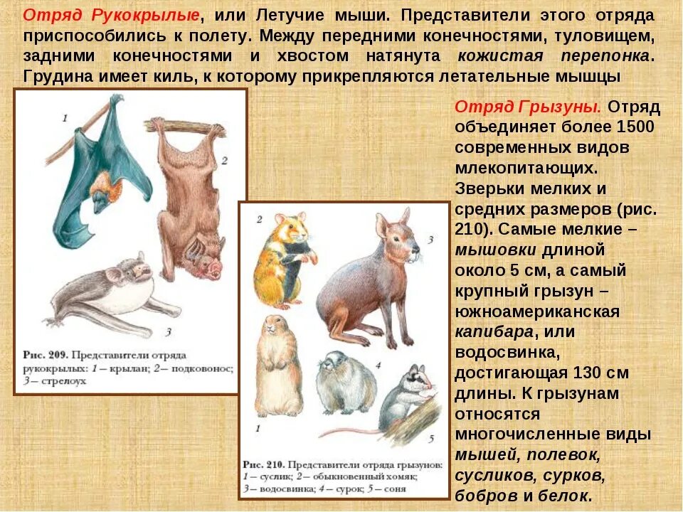Человек представитель класса млекопитающих. Млекопитающие представители. млекопитающие отряды и представители. рукокрылые млекопитающие представители. представители отряда рукокрылых млекопитающих.