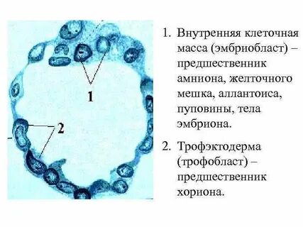 Неспециализированной клеточной массы