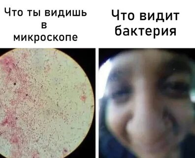 Вижу бактерии