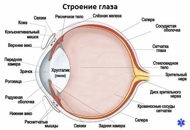 Строение зрительного глаза. Строение глазного яблока анатомия. анатомические структуры органа зрения анатомия. структура глазного яблока схема. строение глазного яблока анатомия схема.