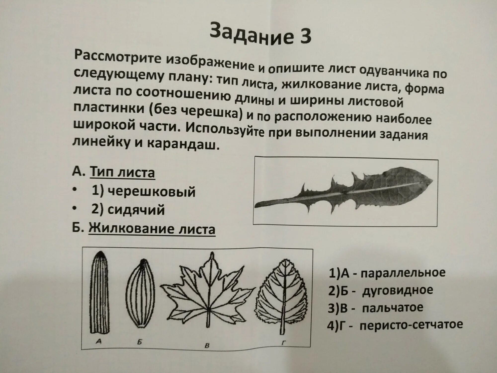 Опишите монстеры листа рассмотрите изображение впр. Форма листа одуванчика биология. тип листа. жилкование одуванчика. форма листьев одуванчика.