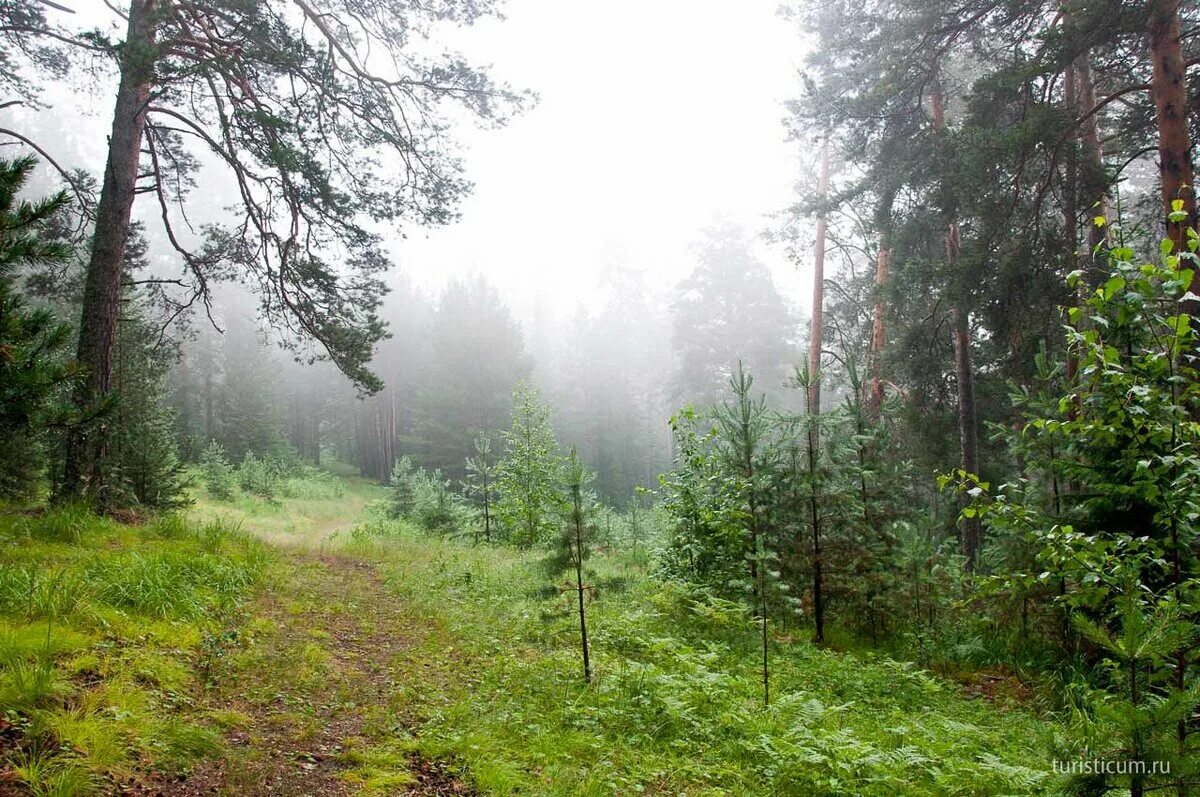 Леса нижнего тагила. Река катышер. Уральские леса екатеринбург. Хвойный лес южный урал. Сосновый бор на урале.