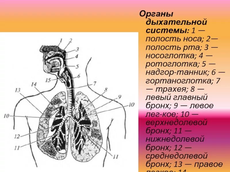 Органы входящие в дыхательную систему функции. Отлнлы дыхательная система анатомия. Строение дыхательной системы человека схема. Отделы дыхательной системы схема. Строение дыхательной системы человека схема 7.