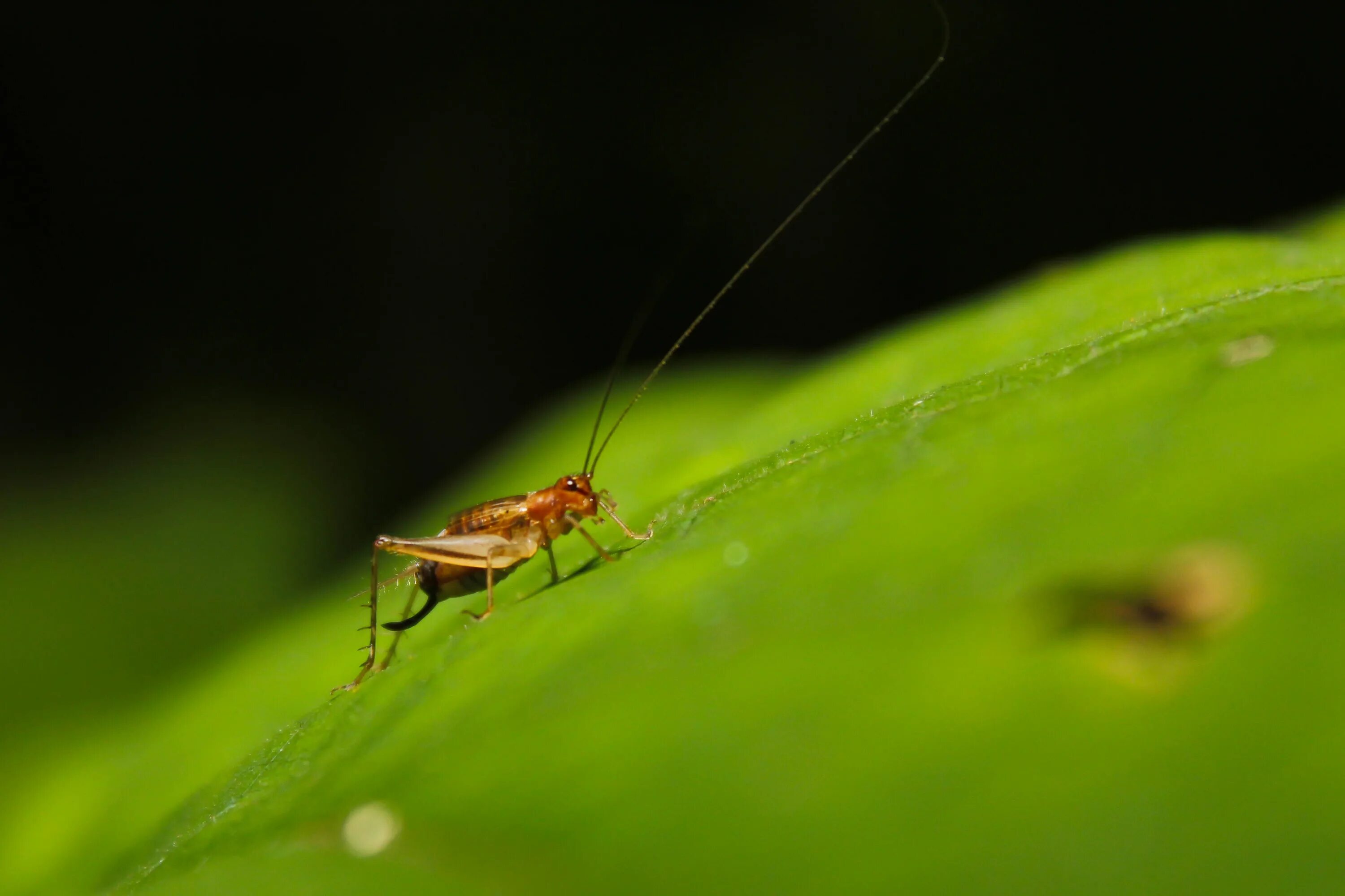 Grass bug