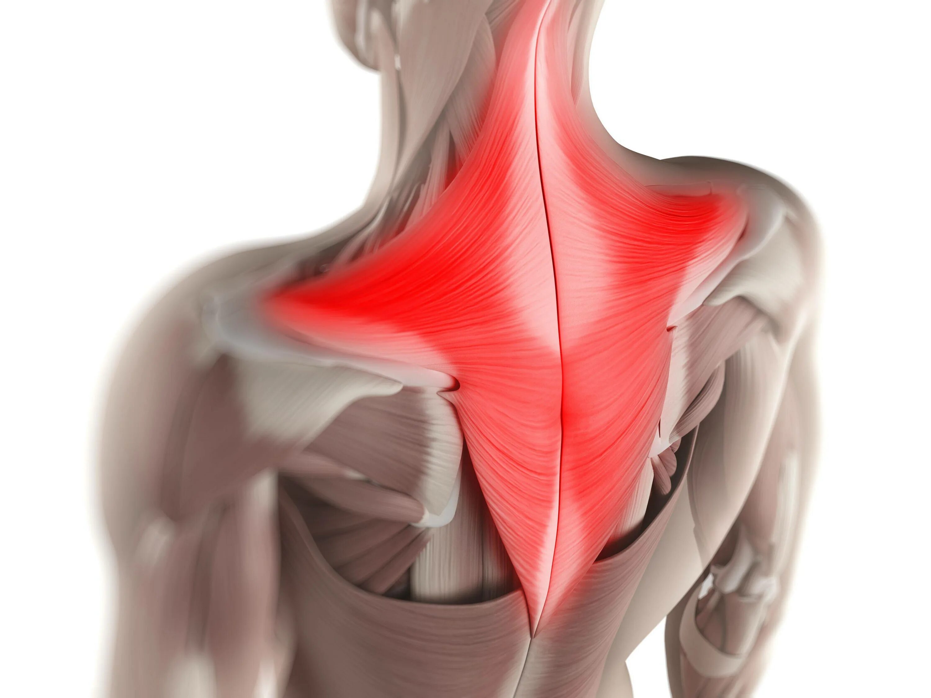 Боли напряжения в спине. Шейно воротниковая зона анатомия. Latissimus Dorsi мышца. Трапециевидная мышца анатомия. M Latissimus Dorsi анатомия.