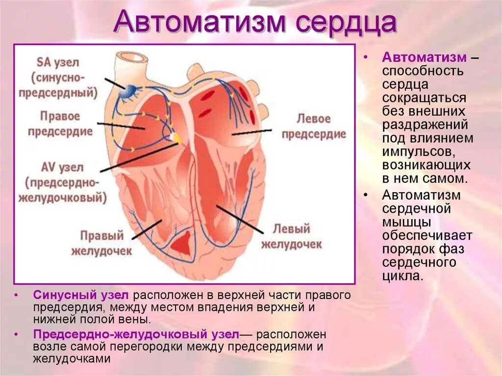 Как называется способность сердца. Синусно предсердный узел расположен. автоматизм сердца обеспечивают структуры. синусовый узел сердца. автоматия сердца.