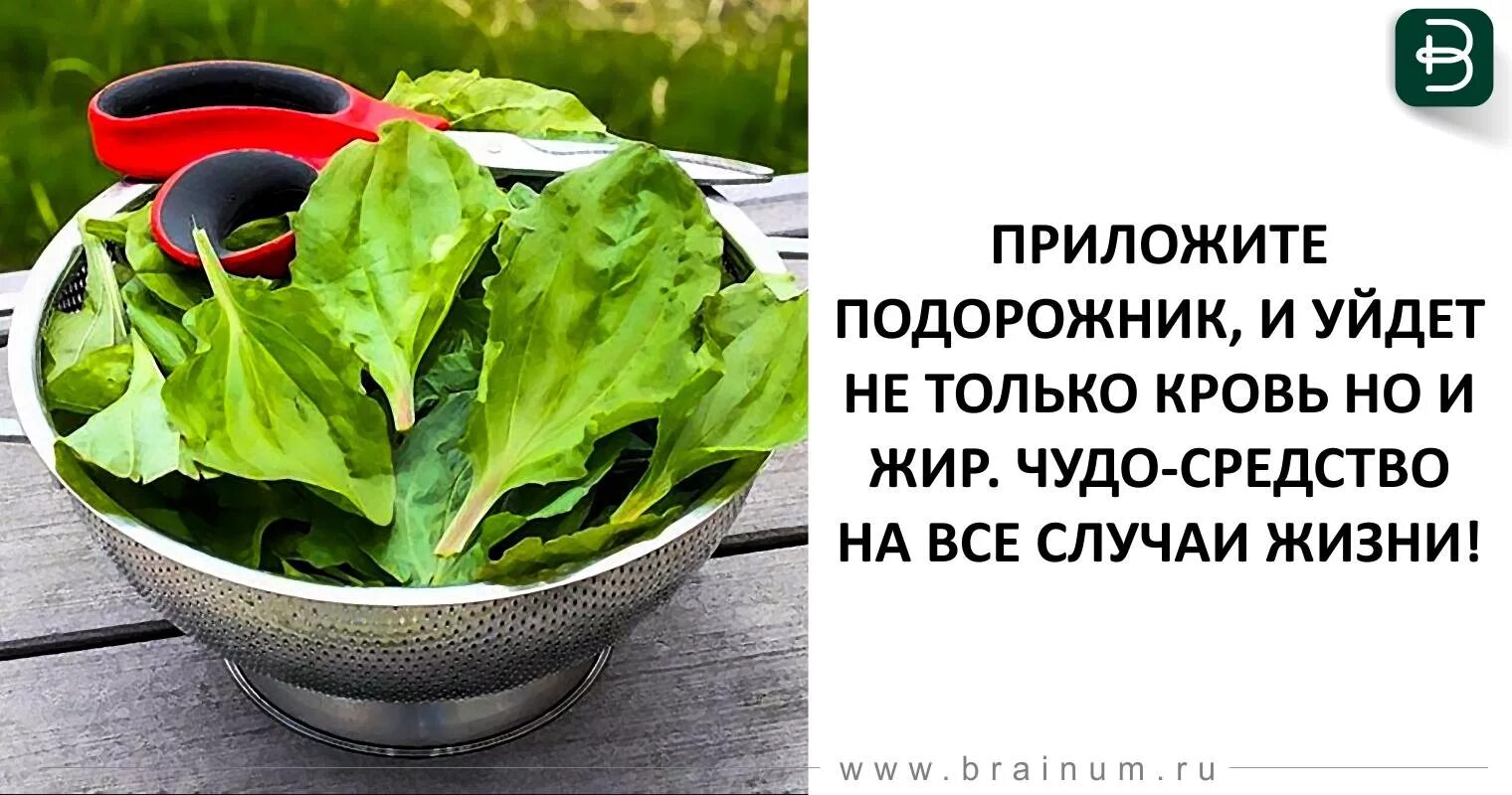 Подорожник рецепт. Подорожник приложи. Подорожник лекарство. Подорожник растение. Подорожник приложить к жизни.