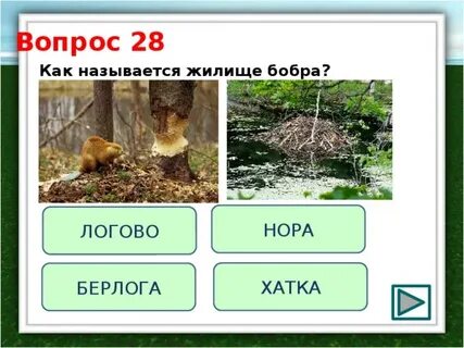 Как называется жилище бобра