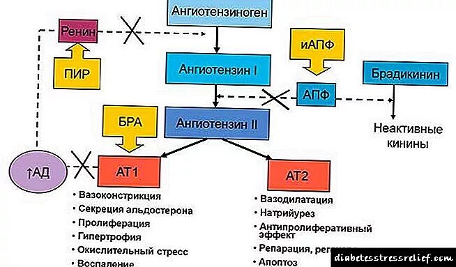 Ангиотензин 2 механизм действия. Эффекты ангиотензина 2. Рецепторы ангиотензина 2 типа. Ангиотензин механизм действия.