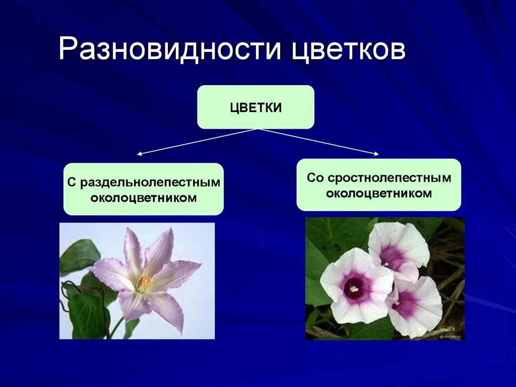 Сростнолистный околоцветник. Венчик чашечка околоцветник пестик. Сростнолепестный околоцветник. Сростнолистный околоцветник. Сростнолистный околоцветник.