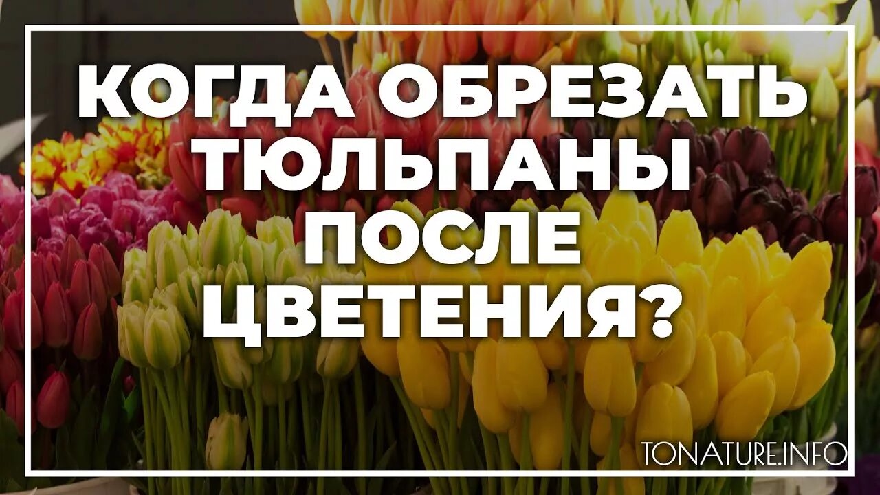 Как срезать тюльпаны. Обрезать тюльпаны. подрезать тюльпаны отцвели. когда срезать тюльпаны после цветения.
