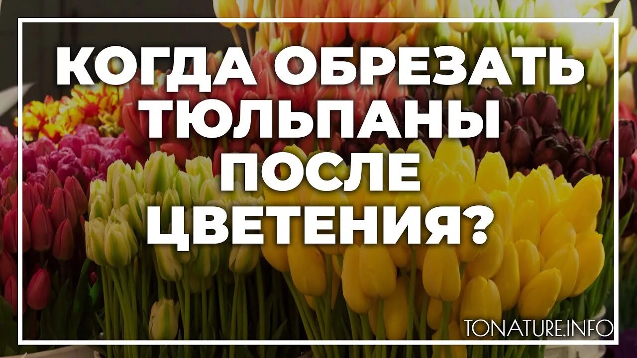 Как надо подрезать тюльпаны. Обрезать тюльпаны. Подрезать тюльпаны отцвели. Когда срезать тюльпаны после цветения. Когда обрезать тюльпаны после цветения.