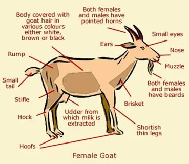 Throat goat перевод