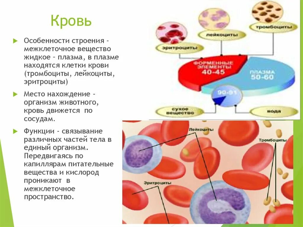 Функции клеток крови таблица. Строение крови. Особенности строения крови. Строение крови человека. Особенности клеток крови.