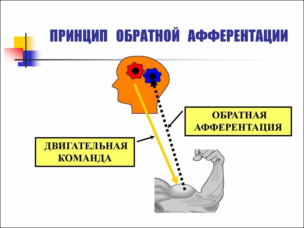 Афферентация это. Принцип обратной афферентации. Обратная афферентация физиология. Афферентация это в физиологии. Принцип обратной афферентации физиология.