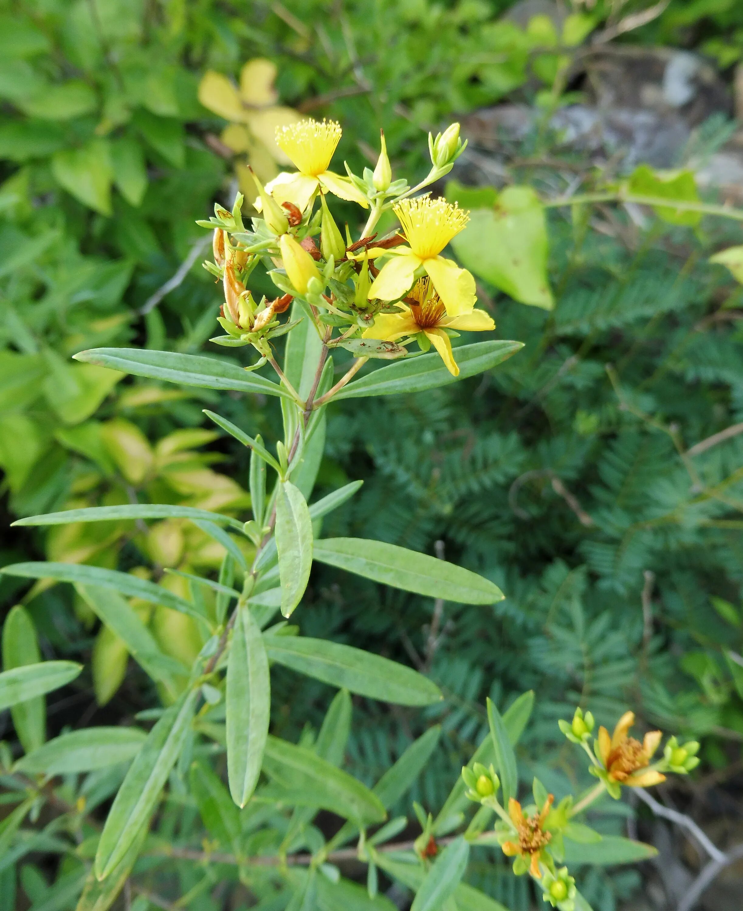 Типа зверобой. Hypericum grandifolium. Hypericum Pulchrum. Hypericum species. Hypericum fenestratum.