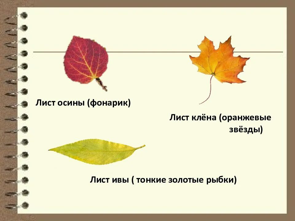 Сравнение листьев