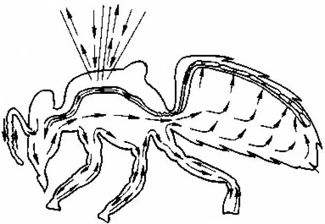 Кровообращение у насекомых. Кровеносная система пчелы медоносной. Схема строения кровеносной системы пчелы. Строение кровеносной системы пчелы. Кровеносная система пчелы схема.