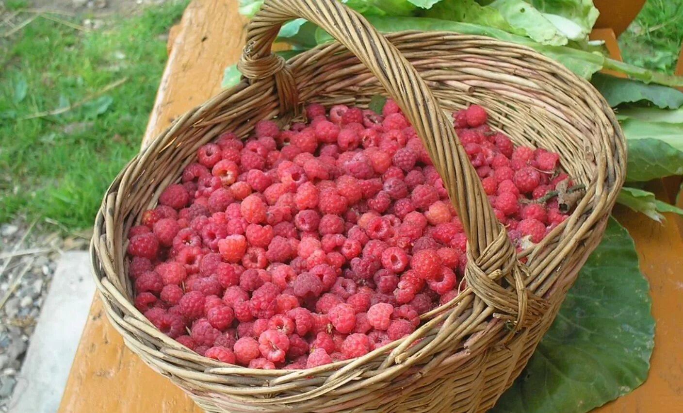 ягоды в лукошке. хороший урожай малины. кусты малины в саду. малина крепыш малиновое дерево. хороший урожай малины.