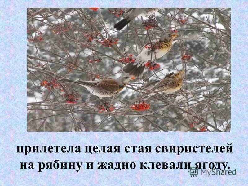 Клест добывает семена. Ареал свиристелей. Птицы клюющие рябину зимой. Свиристели на боярышнике. Запиши вопросы и ответы.