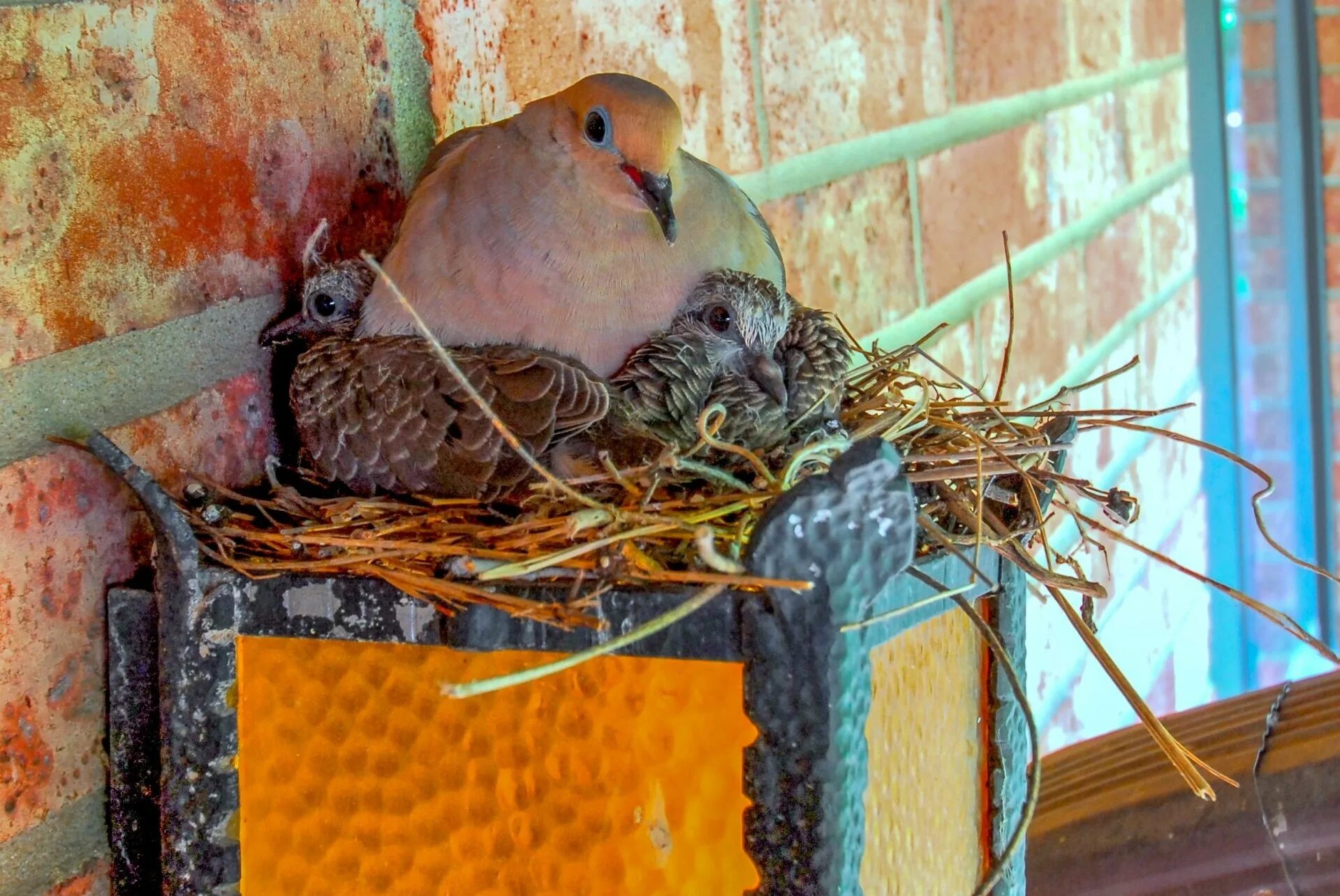 Гнездо голубя на балконе примета. Гнездо горлицы. Гнездо голубя. Гнездо на балконе. Голубиное гнездо.